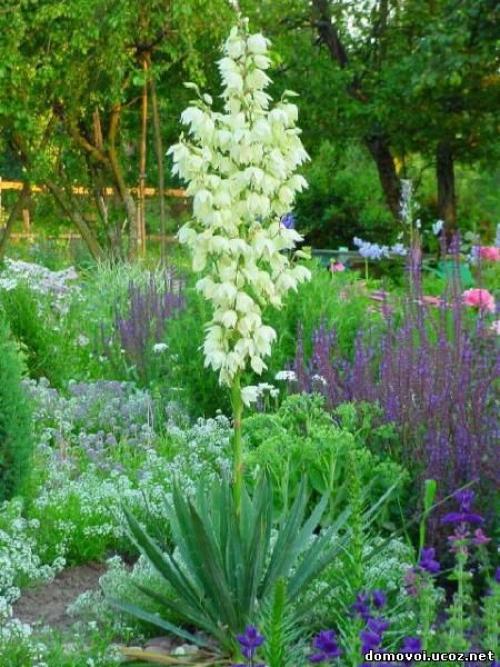 Юкка после зимы. Юкка нитчатая - уход, посадка, зимовка, фото