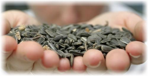 Как сушить семечки подсолнуха в домашних условиях. Продажа, обмен, дар растений 03