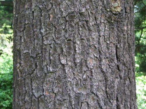 Когда можно пересаживать сосну. Как правильно пересаживать сосну из леса 07