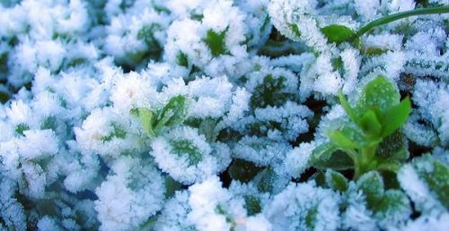 Приметы народов своего края о погоде на основе наблюдений за растениями. Приметы на основе наблюдений