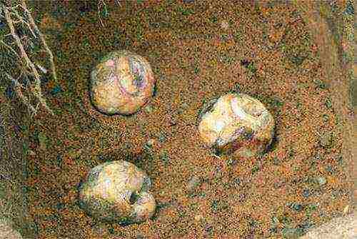 Чем подкормить рябчики весной. Посадка цветов