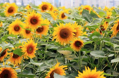 Как собирают подсолнухи. 