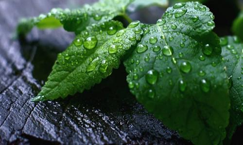 Приметы народов своего края о погоде на основе наблюдений за растениями. Приметы на основе наблюдений