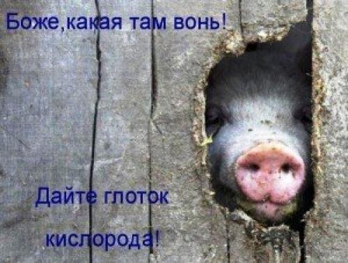 Как правильно говорить звонит. Говорим правильно: звонИт