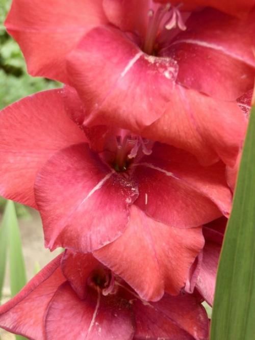 Распустились все бутоны у гладиолусов. Советы и вопросы