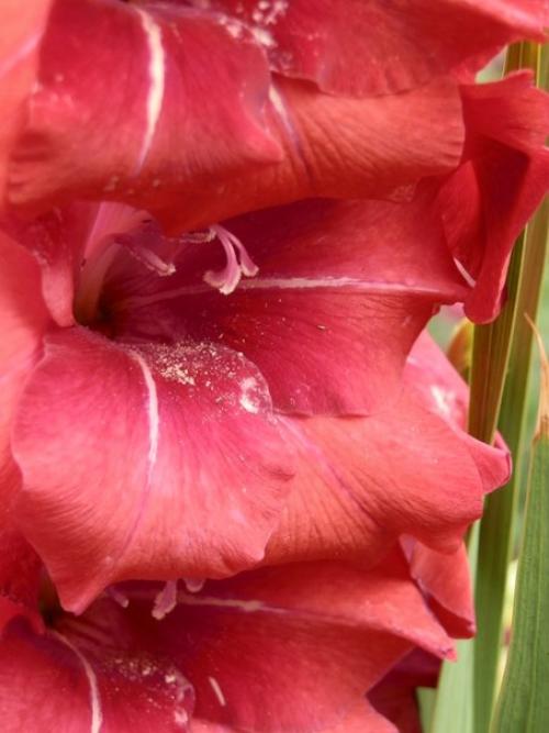 Распустились все бутоны у гладиолусов. Советы и вопросы