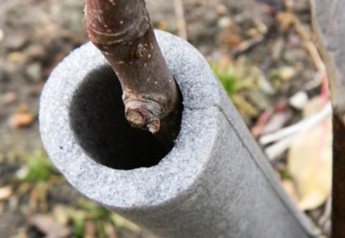 Как укрыть грушу на зиму. Как и чем укрыть грушу 01