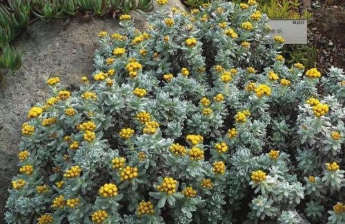 Как правильно засушить сухоцветы. Как правильно засушить растения 11 Как правильно засушить сухоцветы. Как правильно засушить растения 11