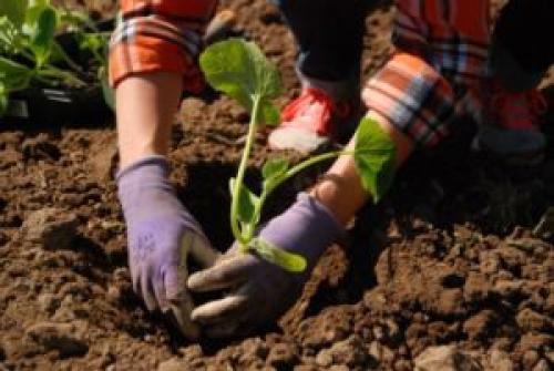 Какую минимальную температуру выдерживает рассада тыквы. ЕСЛИ МЕТОД – РАССАДНЫЙ