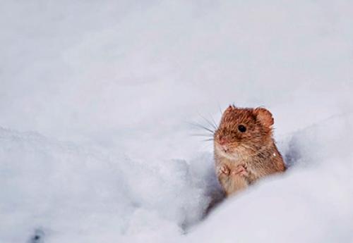 Приметы народов за поведением животных. Приметы о погоде по животным