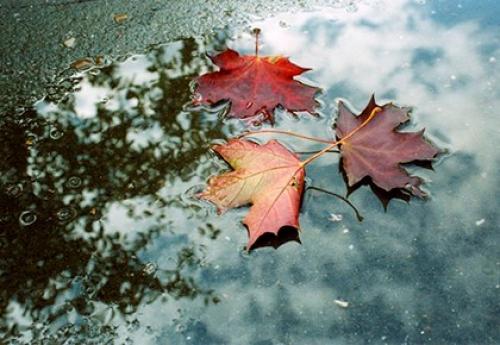 Приметы народов за поведением животных. Приметы о погоде по животным