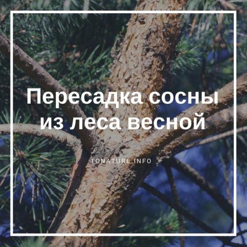 Когда можно пересаживать сосну. Как правильно пересаживать сосну из леса 14