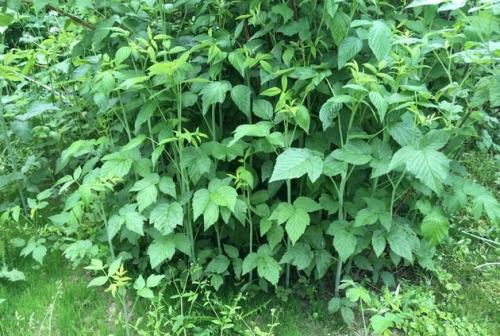 Малина и ежевика можно сажать рядом. Малина и ежевика: кто кому мешает