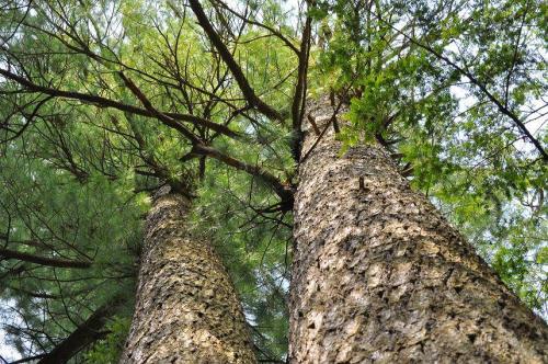 Когда можно пересаживать сосну. Как правильно пересаживать сосну из леса 11