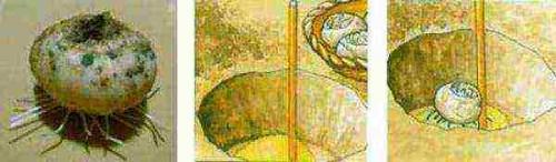 Чем подкормить рябчики весной. Посадка цветов