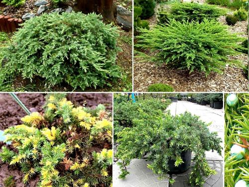 Можжевельник на зиму укрывать. Зачем укрывать можжевельник на зиму 04