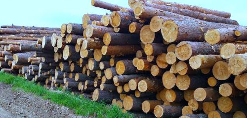 Льготный лес на строительство дома. Бесплатный лес на строительство: как выбить его у государства?