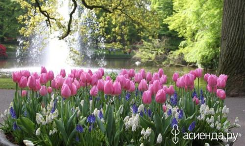 Как посадить тюльпаны на даче. Тюльпаны: выращиваем на даче