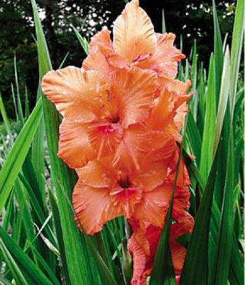 Распустились все бутоны у гладиолусов. Советы и вопросы 07