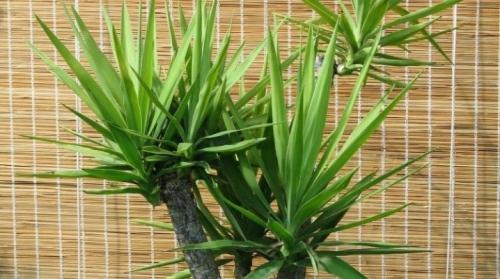 Надо ли укрывать на зиму юкку. Зима в открытом грунте