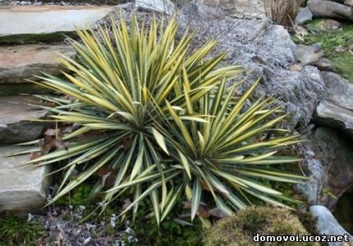 Юкка после зимы. Юкка нитчатая - уход, посадка, зимовка, фото