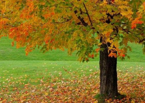 Какие деревья сбрасывают листья последними. Почему осенью деревья сбрасывают листья?