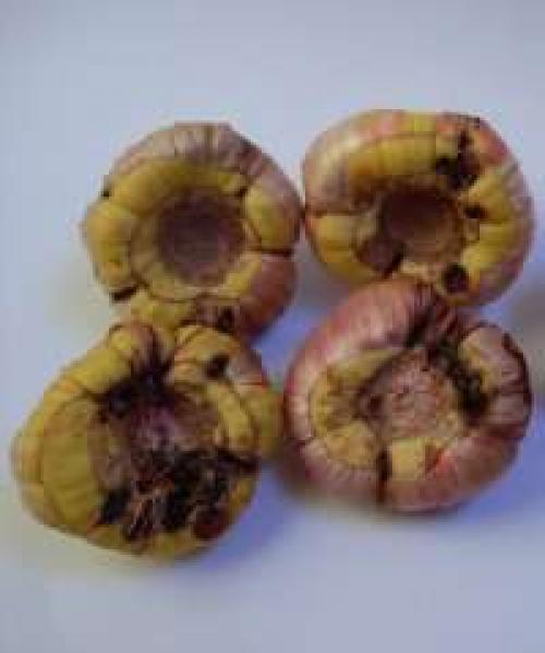 Распустились все бутоны у гладиолусов. Советы и вопросы 11