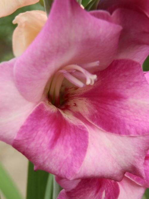 Распустились все бутоны у гладиолусов. Советы и вопросы