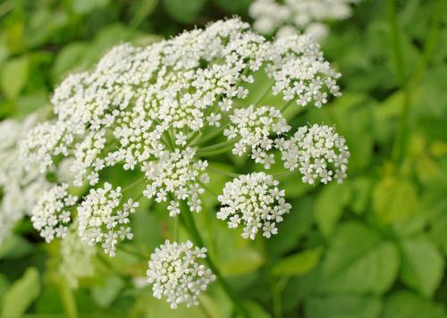 Как я победила сныть. Как опознать сныть