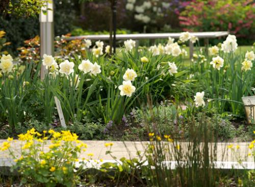 Как красиво посадить нарциссы. Нарцисс: использование в дизайне сада