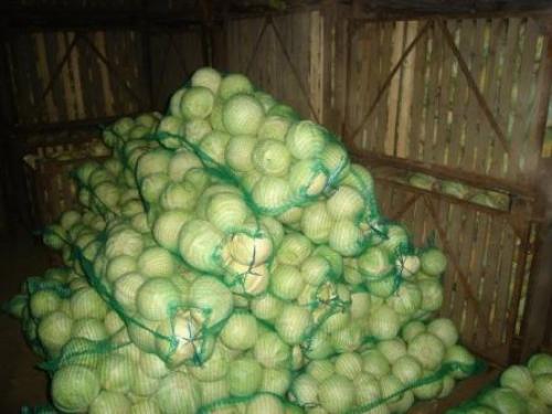 Какую температуру выдерживает капуста на корню осенью. Какую температуру выдерживает капуста на грядке осенью