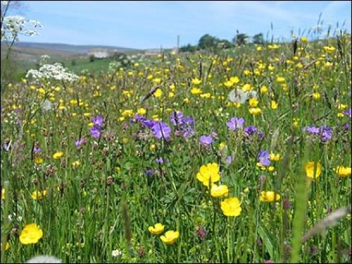 На, какой почве растет сныть. Хитрости огородника: определение типа почвы по сорнякам и диким растениям 13