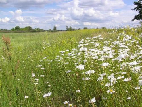 На, какой почве растет чистотел. Как определить кислотность почвы по растущим на ней сорнякам?