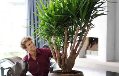 Обрезка юкки. Как правильно обрезать юкку в домашних условиях