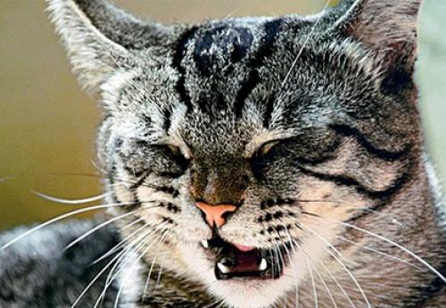 Приметы народов за поведением животных. Приметы о погоде по животным