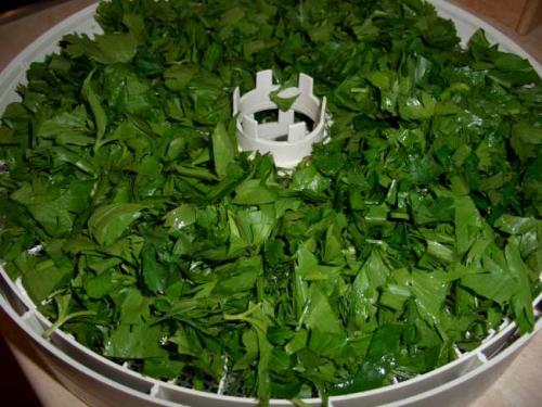 Как сушить сельдерей. Как сушить листовой сельдерей