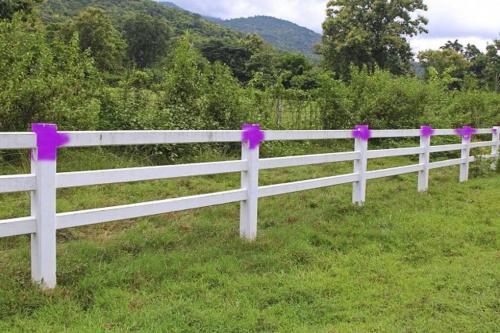 Зачем стволы деревьев красят белой краской. Почему и зачем красят деревья в белый цвет 02