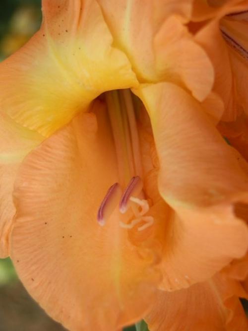 Распустились все бутоны у гладиолусов. Советы и вопросы