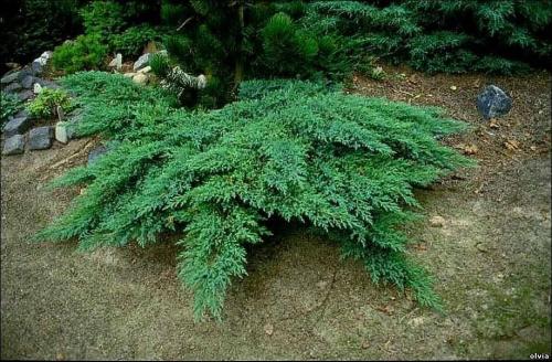 Можжевельник на зиму укрывать. Зачем укрывать можжевельник на зиму 01