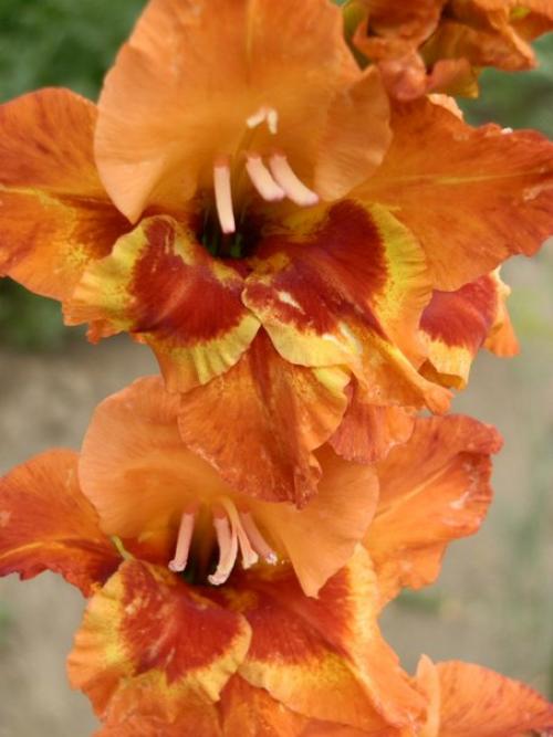 Распустились все бутоны у гладиолусов. Советы и вопросы