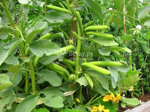 Как приготовить землю для виктории. Кислотность почвы 03 Как приготовить землю для виктории. Кислотность почвы 03