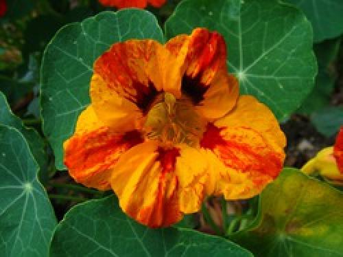 Настурция соседство. 20 причин, чтобы выращивать настурцию