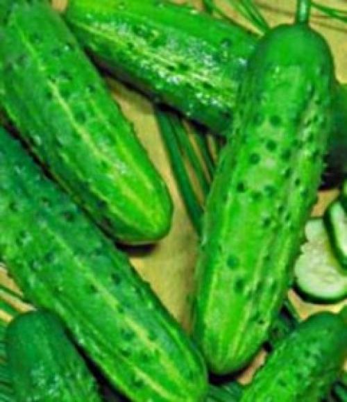Сорта огурцов, устойчивые к болезням украина. Сорта огурцов для открытого грунта Украины