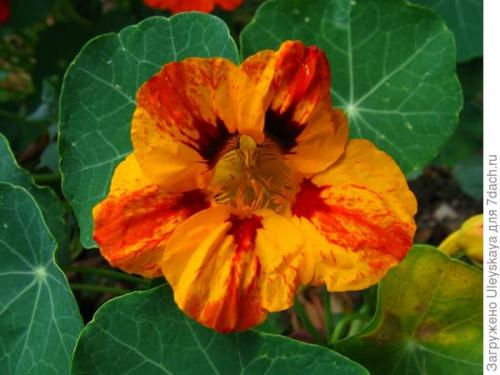 Настурция и овощи. Настурция - цветок или овощ?