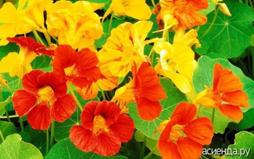 Настурция полезные свойства для огорода. Настурция: польза для огорода 14