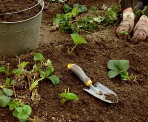 Как приготовить землю для виктории. Кислотность почвы 07 Как приготовить землю для виктории. Кислотность почвы 07