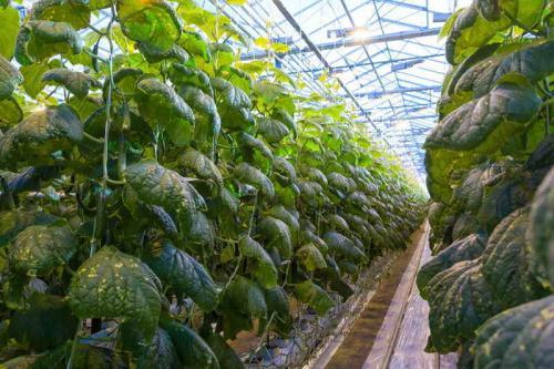 Можно ли обрезать лишние листья у огурцов. Несколько советов