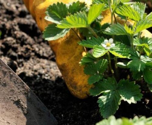 Как приготовить землю для виктории. Кислотность почвы 09 Как приготовить землю для виктории. Кислотность почвы 09