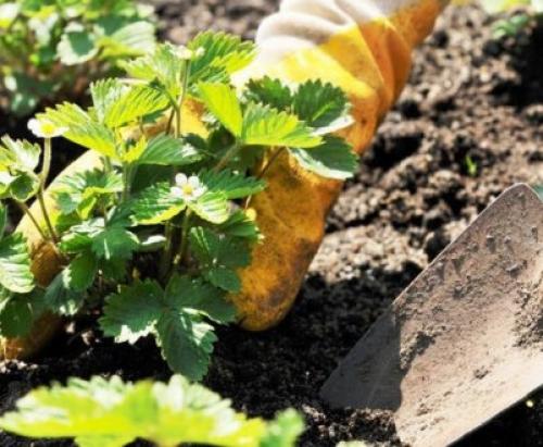 Как приготовить землю для виктории. Кислотность почвы 10 Как приготовить землю для виктории. Кислотность почвы 10