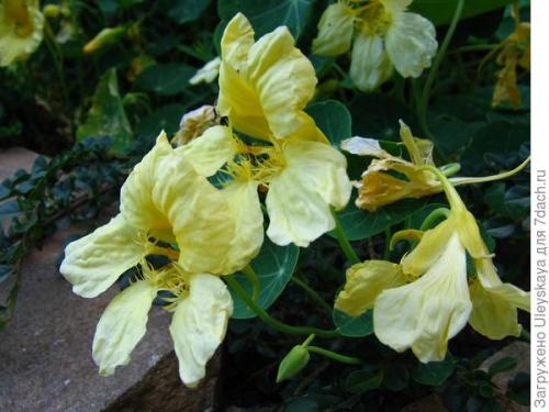 Настурция и овощи. Настурция - цветок или овощ?